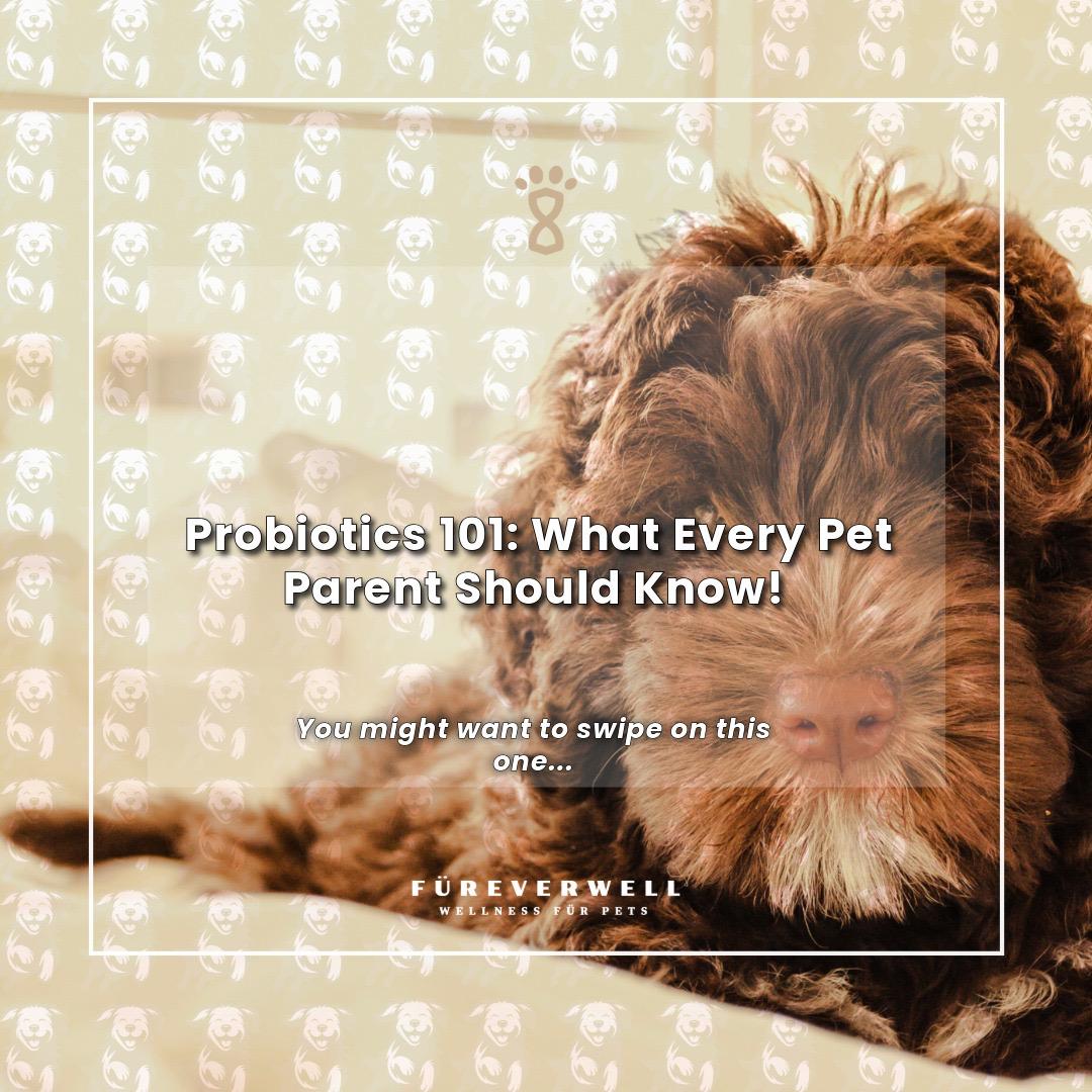 Probiotics 101 — what every pet parent should know